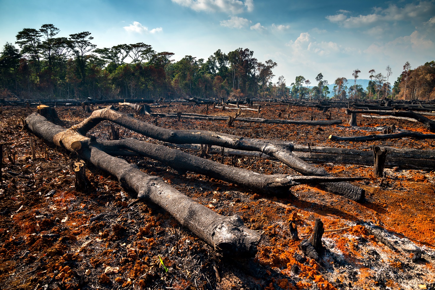 Wood,Cutting,,Burning,Wood,,Destroying,The,Environment.area,Of,Illegal,Deforestation