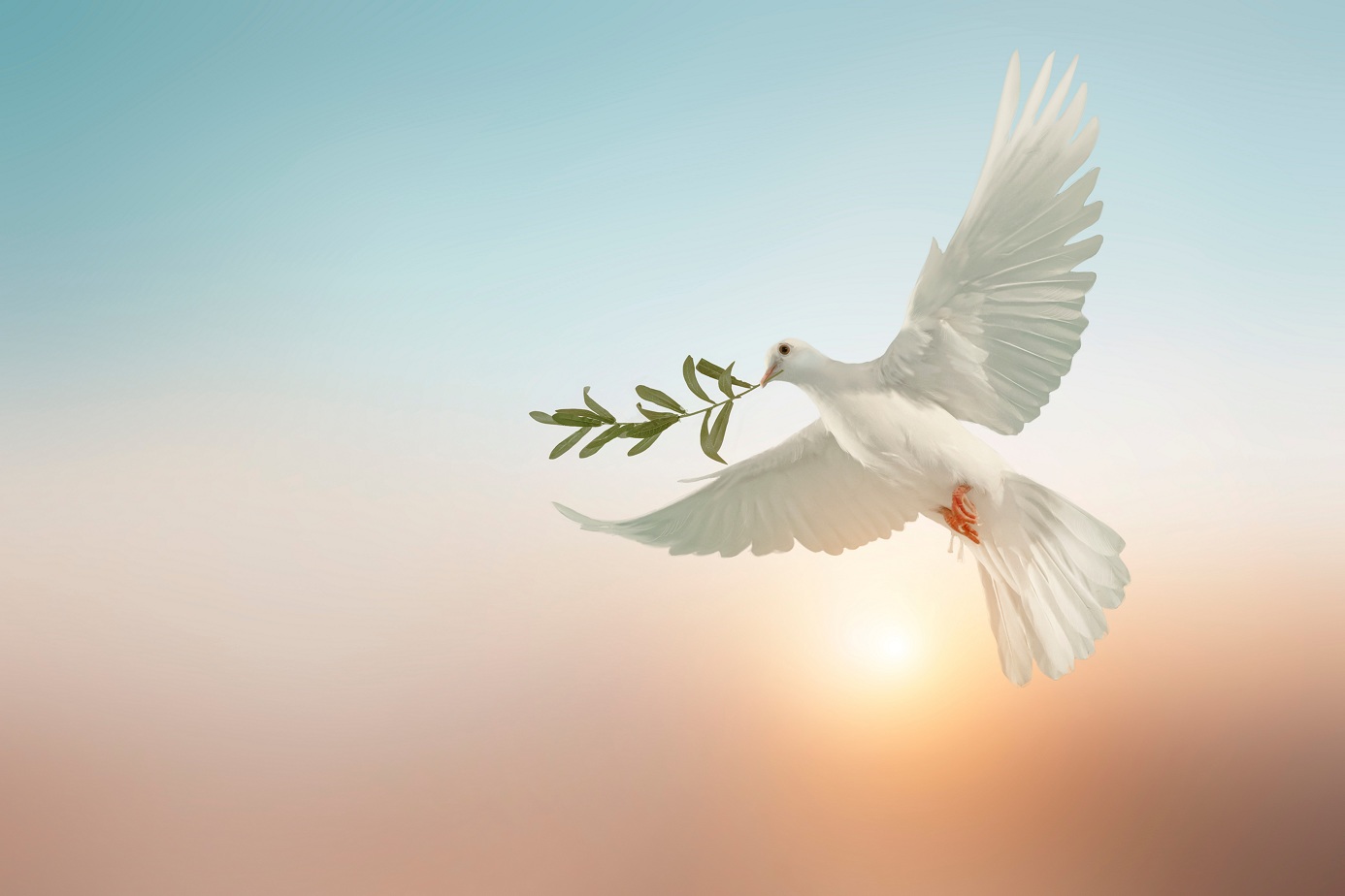 White,Dove,Or,White,Pigeon,Carrying,Olive,Leaf,Branch,On